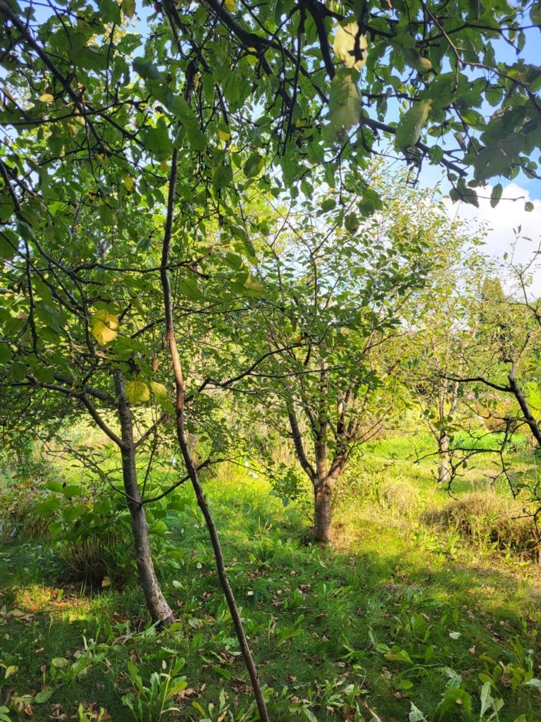 Działka ROD Uniszowice
