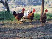 Frangos do campo