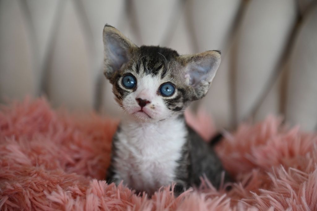 Kocurek Devon Rex
