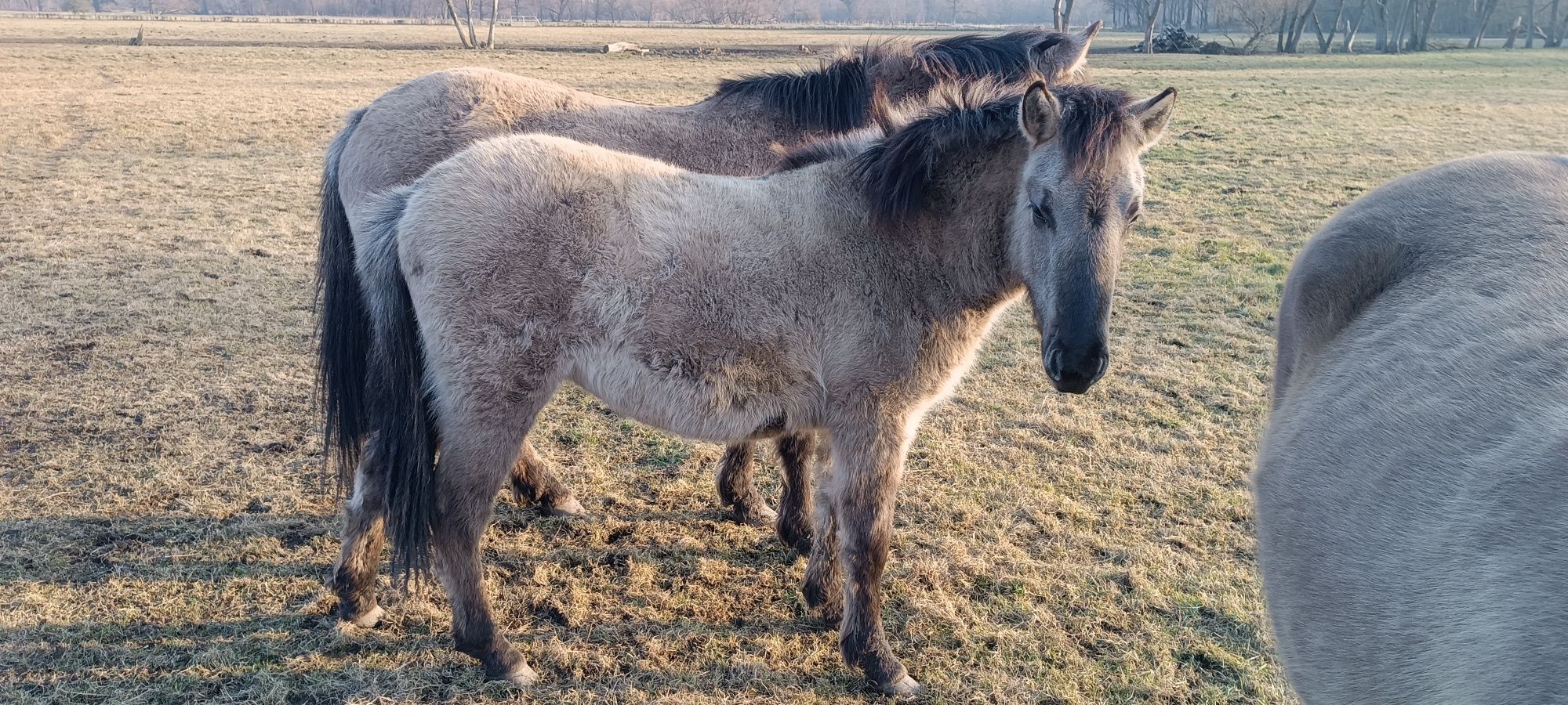 Konik polski, klacz ,źrebaki
