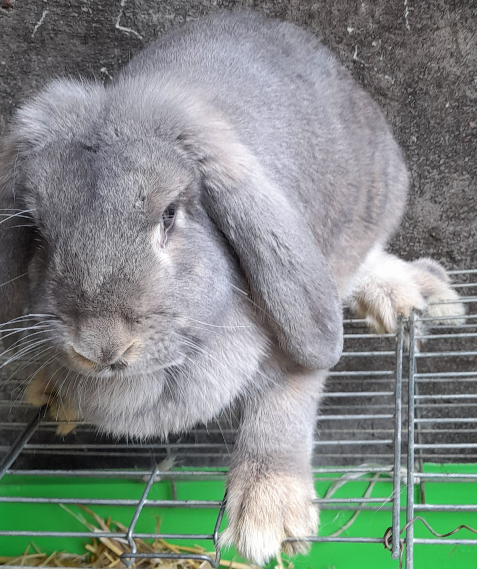 Samica baran francuski, królik, samica barana francuskiego