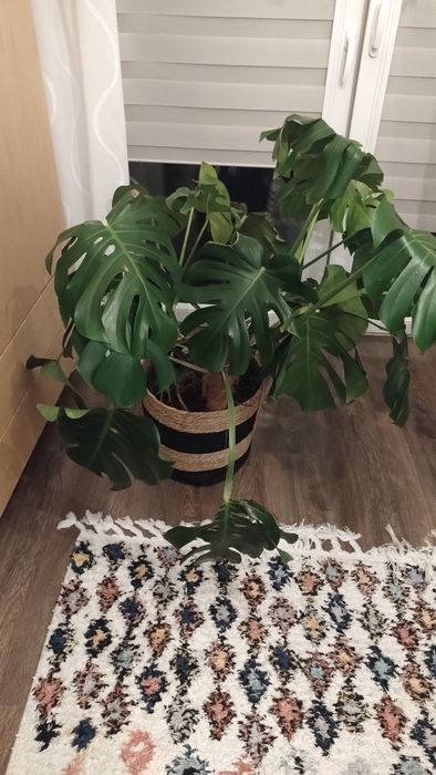 Kwiat doniczkowy Duża Monstera