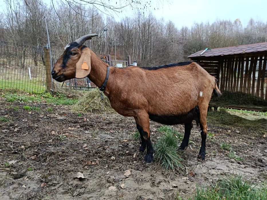 koza anglonubijska częściowo