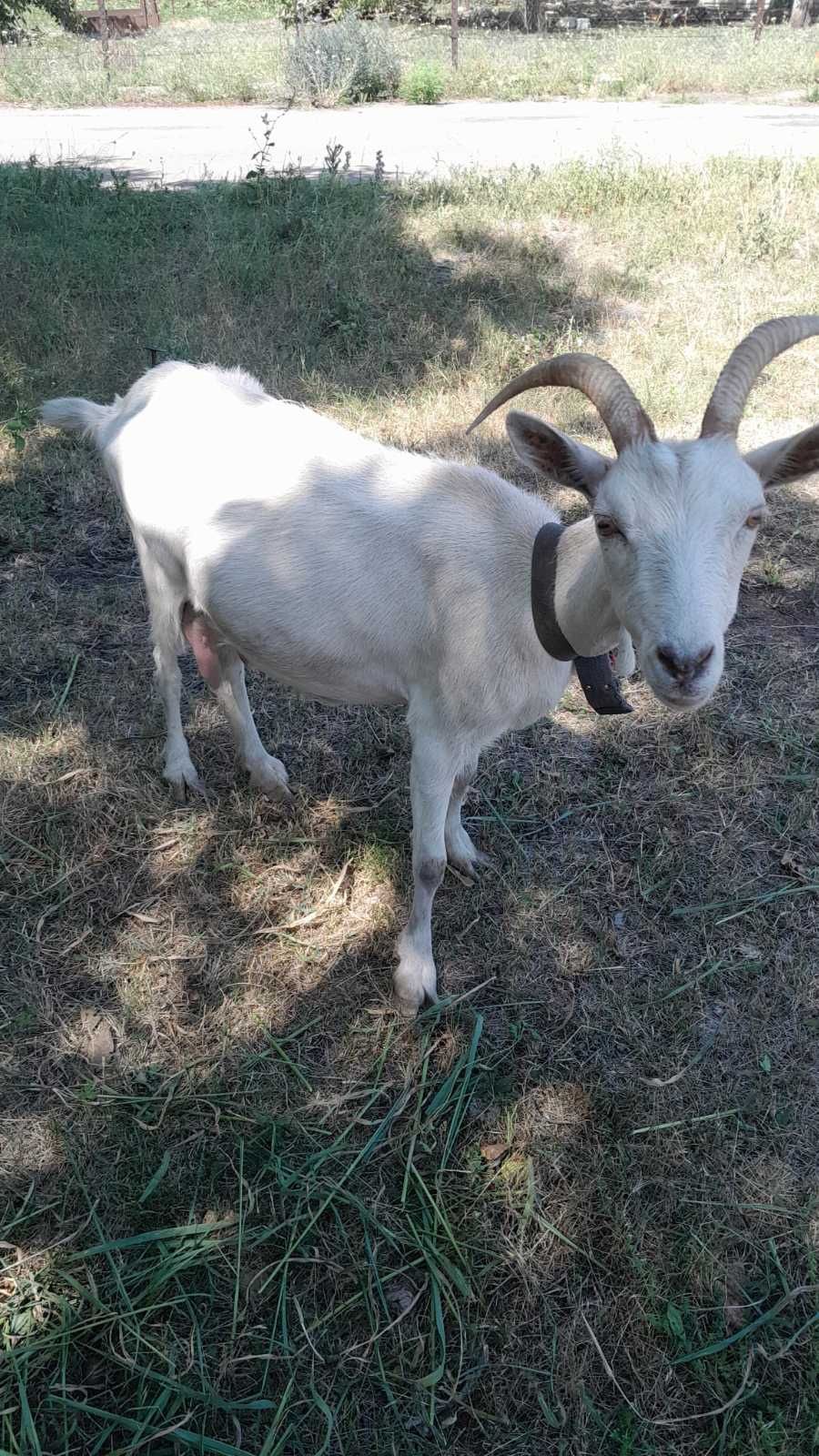 Продам коз и козла