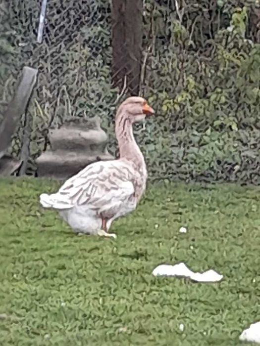 Chołmogory chołmogorskie żółte