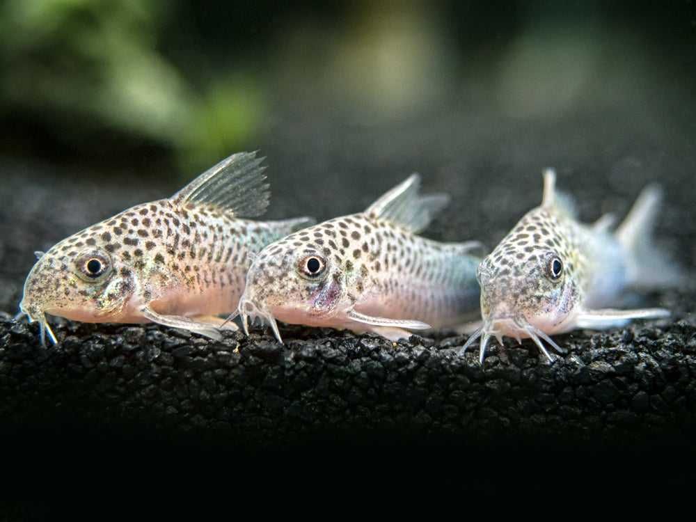 Kirysek szmaragdowoogonowy - Corydoras similis - Kirys - dowóz