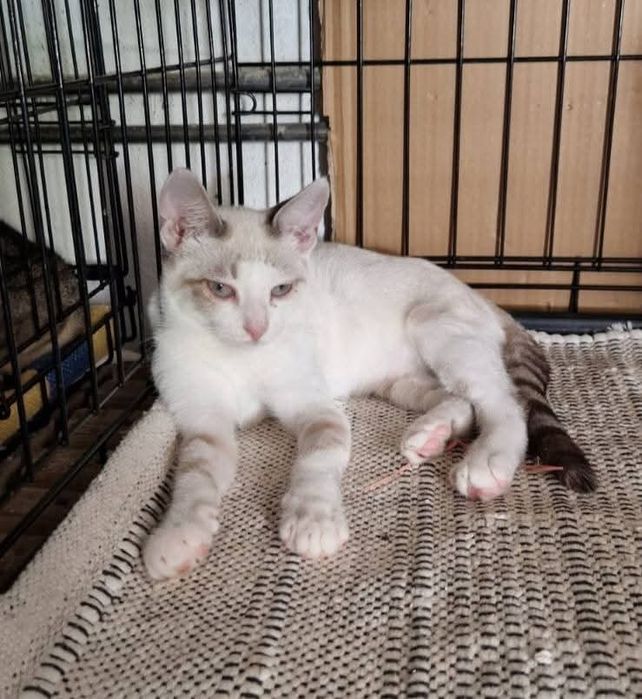 Gatinhos bebés com esterilização gratuita para adoção