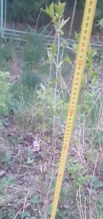 Wiśnie stara odmiana 4 sadzonki