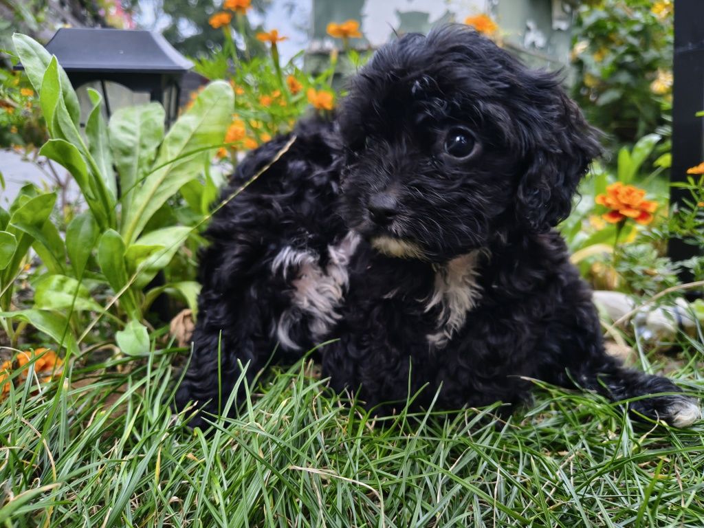 Cavapoo-Cavoodle Samiec o pięknym umaszczeniu do  odbioru !