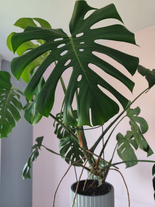 Monstera dziurawa