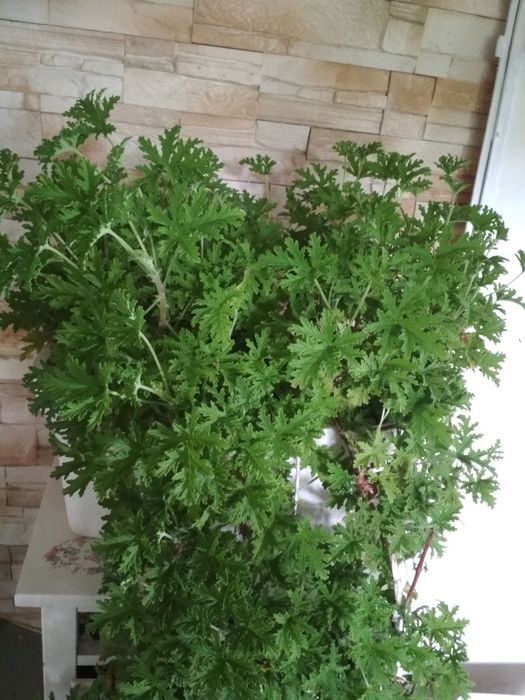 Geranium anginka cytrynka