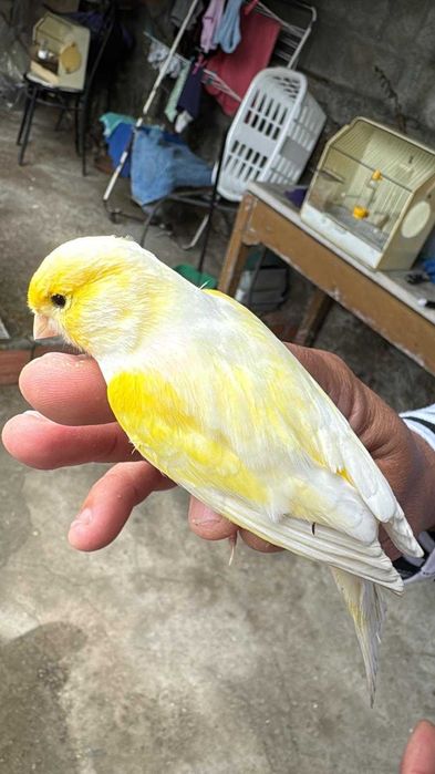 Canarios a procurar novos donos