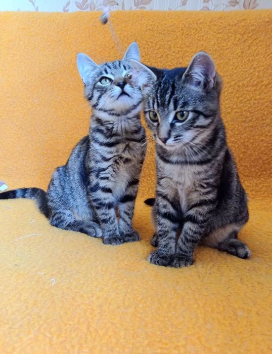 Голубые полосатые котята мальчики табби ищут дом! Котенок в хорошие ру