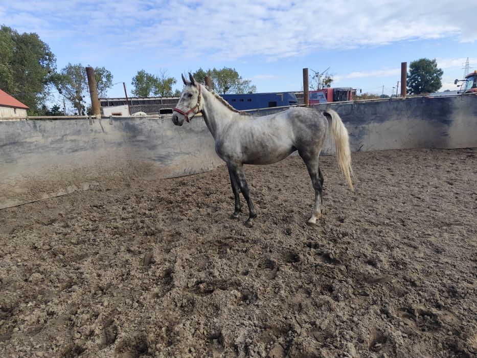 Siwy przyszlosciowy Ogier Sp na sprzedaż