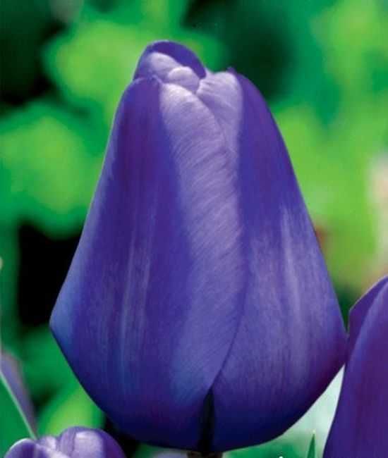 Tulipany mieszane 100 cebulek za 100 zł