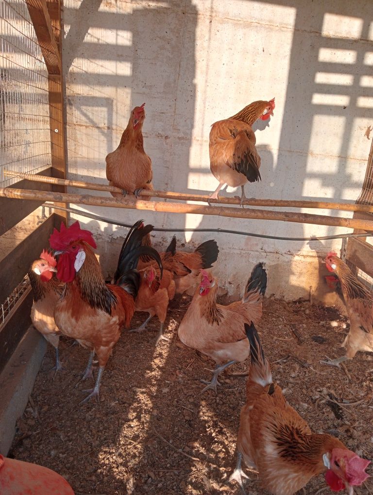 Ovos de andaluza surenha morucha
