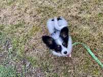 Papillon piesek trikolor FCI ZKwP spaniel kontynentalny miniaturowy