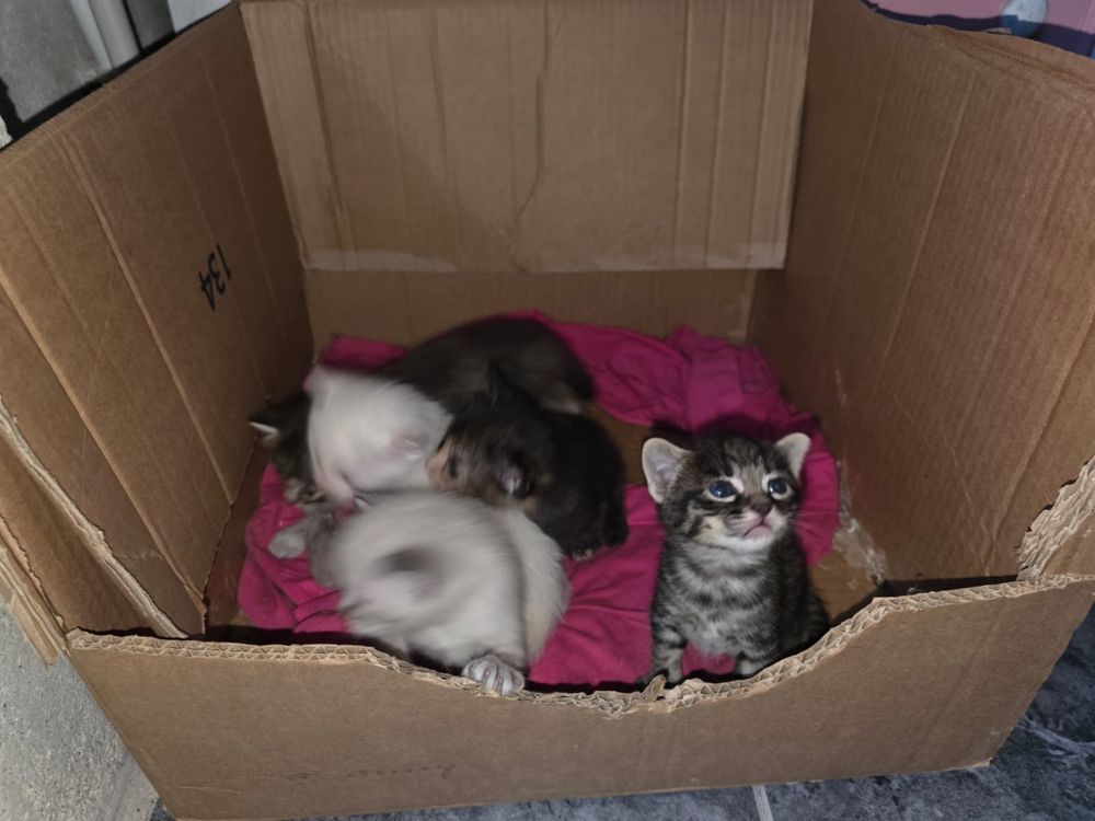 Pequeninos gatinhos