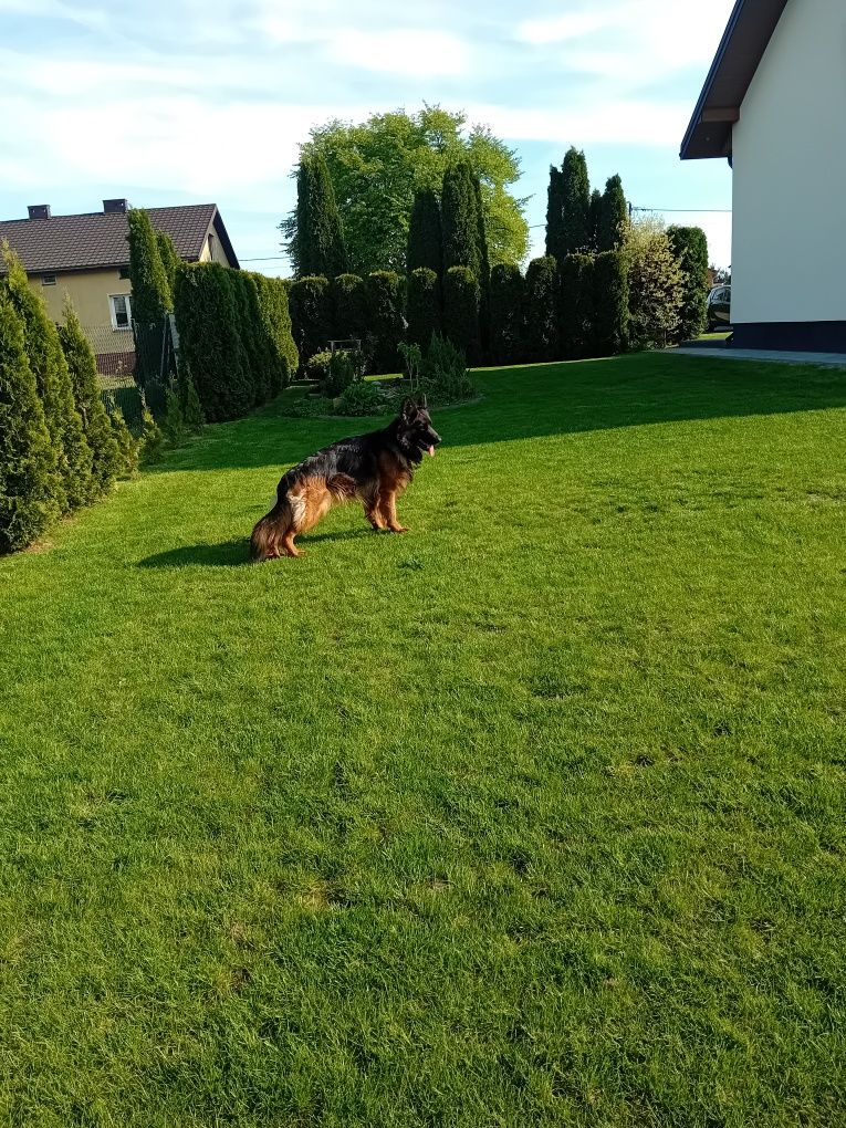 Owczarek niemiecki
