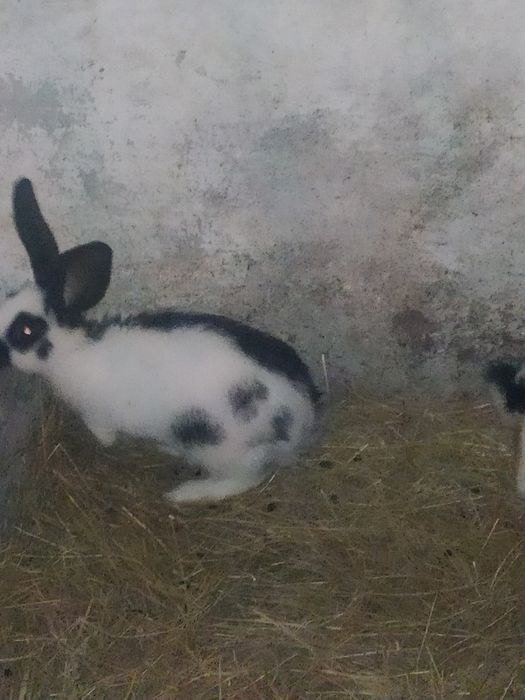 Srokacz niemiecki samice