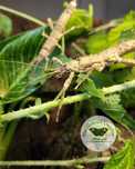 2szt (para) Straszyk nowogwinejski - Eurycantha calcarata