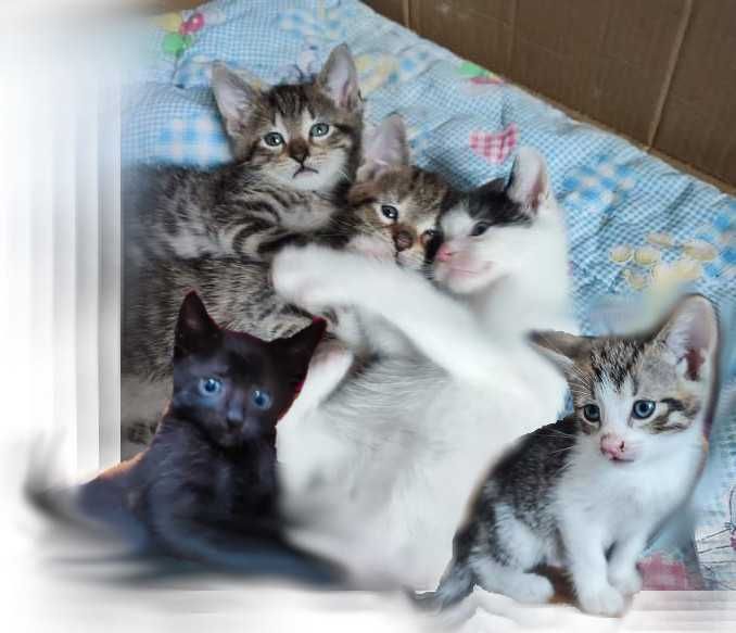 Pięć malutkich kociaczków pilnie potrzebuje domu