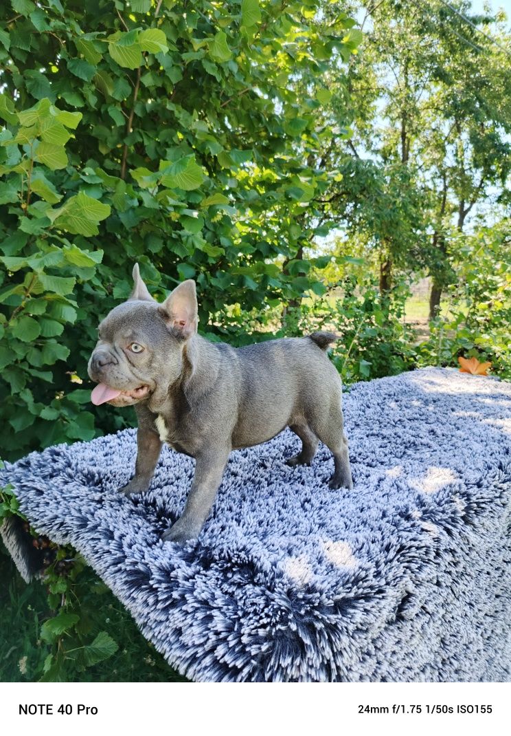 Buldog francuski