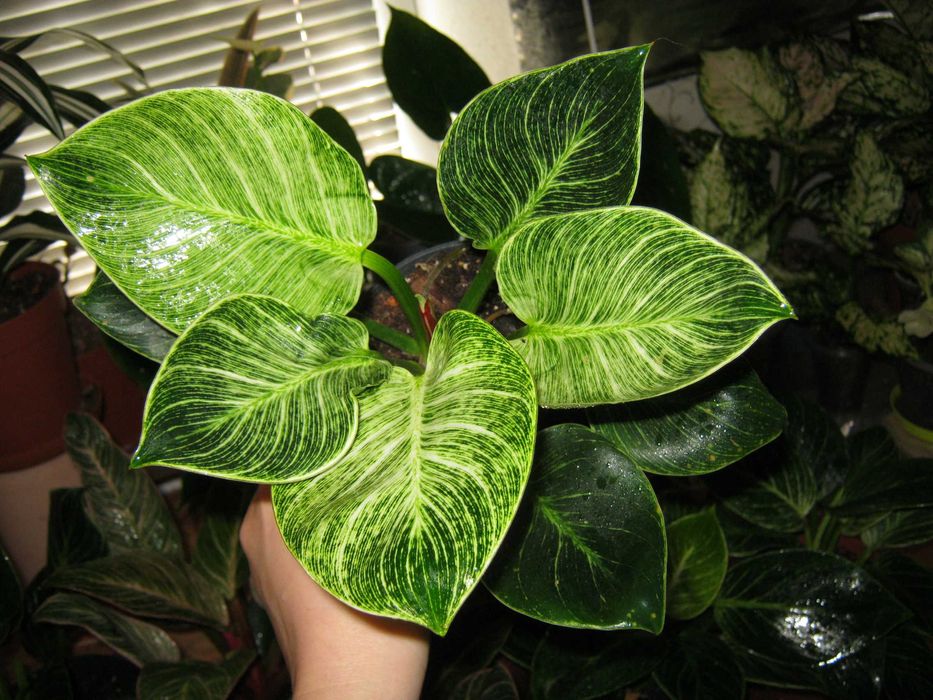 филодендрон много разных сортов