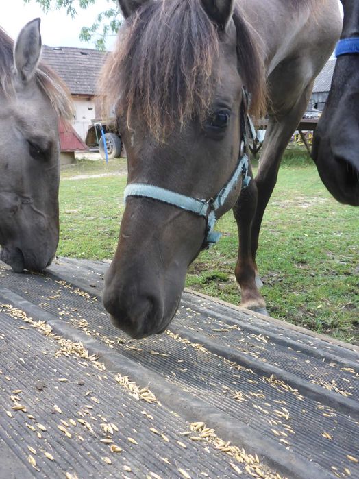 JASTA _ programowa _ KLACZ _ konik polski _ z badaniami DNA _ dowiozę