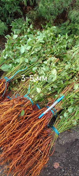 Підщепа (подвой)абрикоси, аличі для сливи, персика, абрикоса