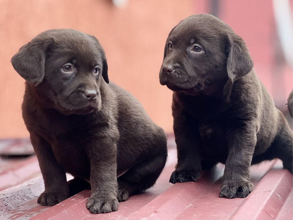 Шоколабрики найкращі