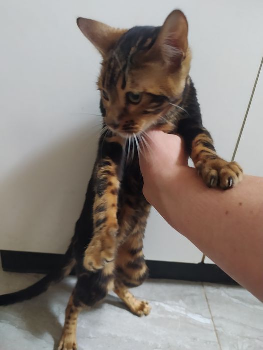 Бенгальская мраморная  кошечка Ben n 22