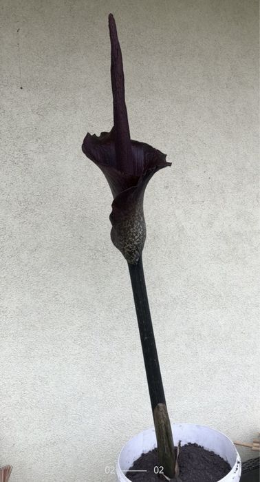 Dziwidło Amorphophallus