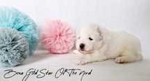 Samoyed dziewczynka . ZKwP, FCI.