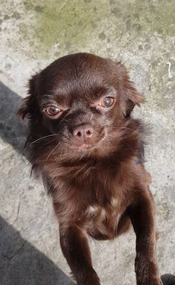 Chihuahua sunia długowłosa FCI
