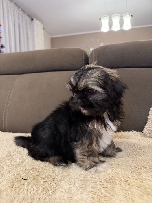 Śliczna Suczka Shih Tzu Gotowa Do Odbioru