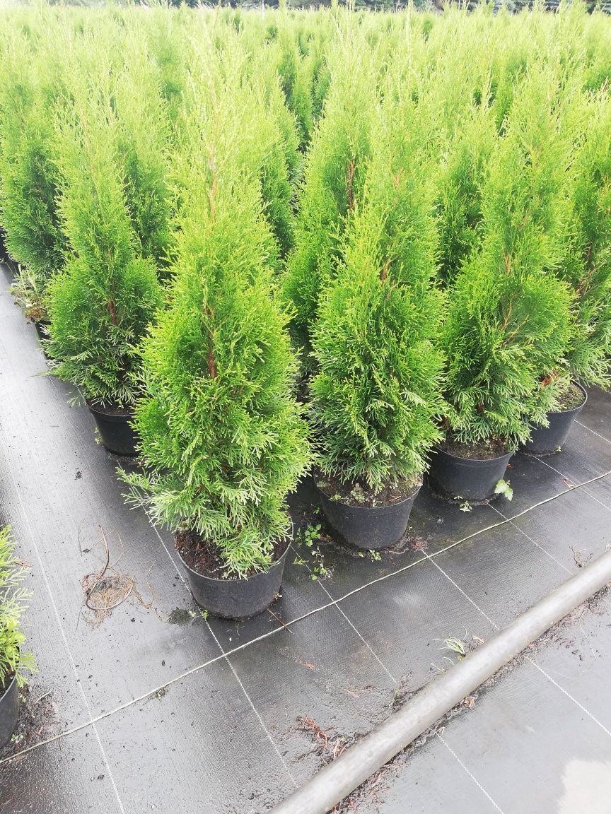 Tuja Thuja szmaragd 100cm Transport do klienta