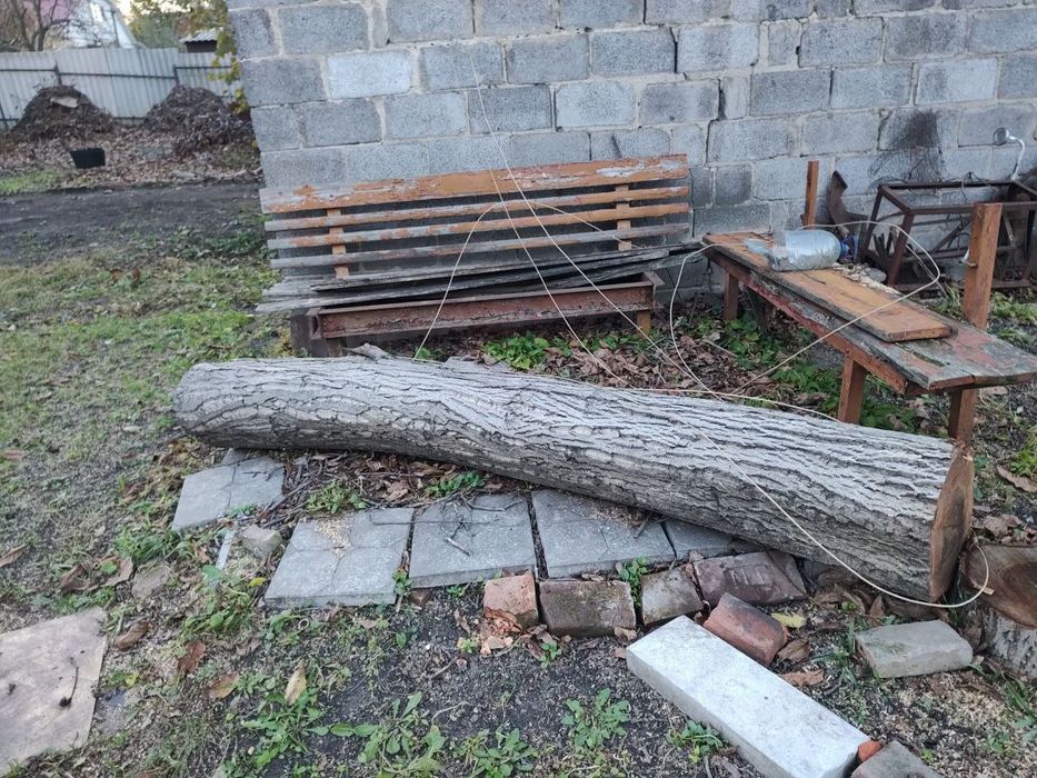 Орех, ценная порода, толстые