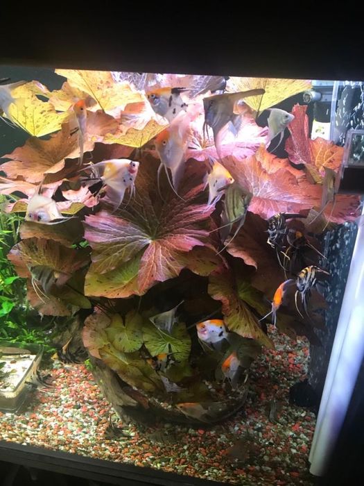 Roślina Lotos czerwony i zielony