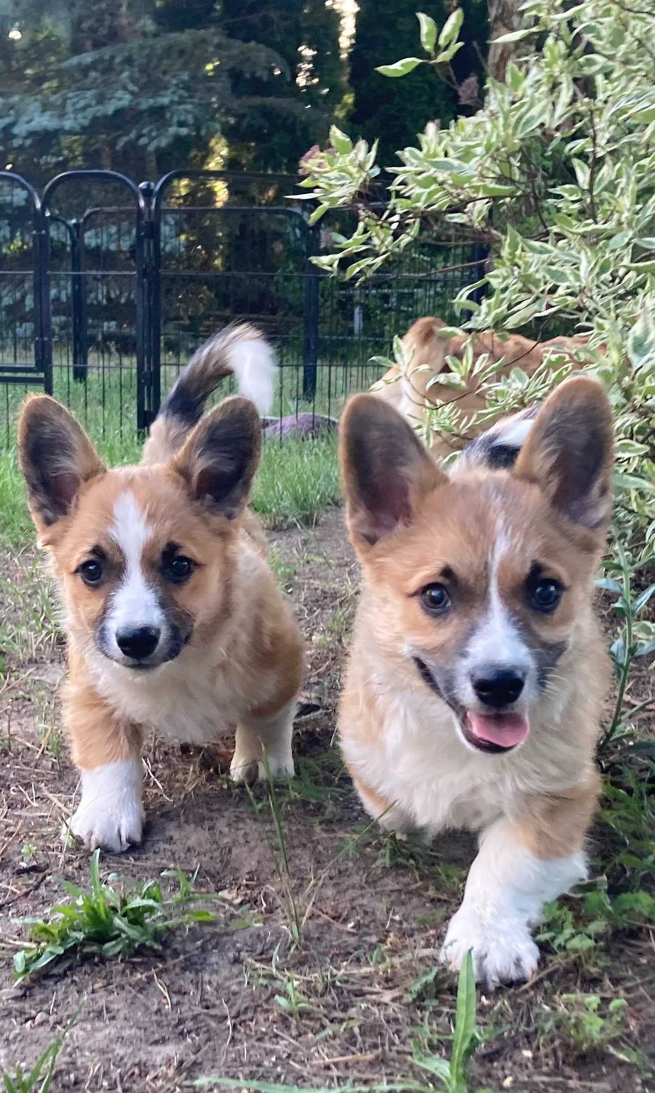 Szczeniak Welsh Corgi Pembroke FCI