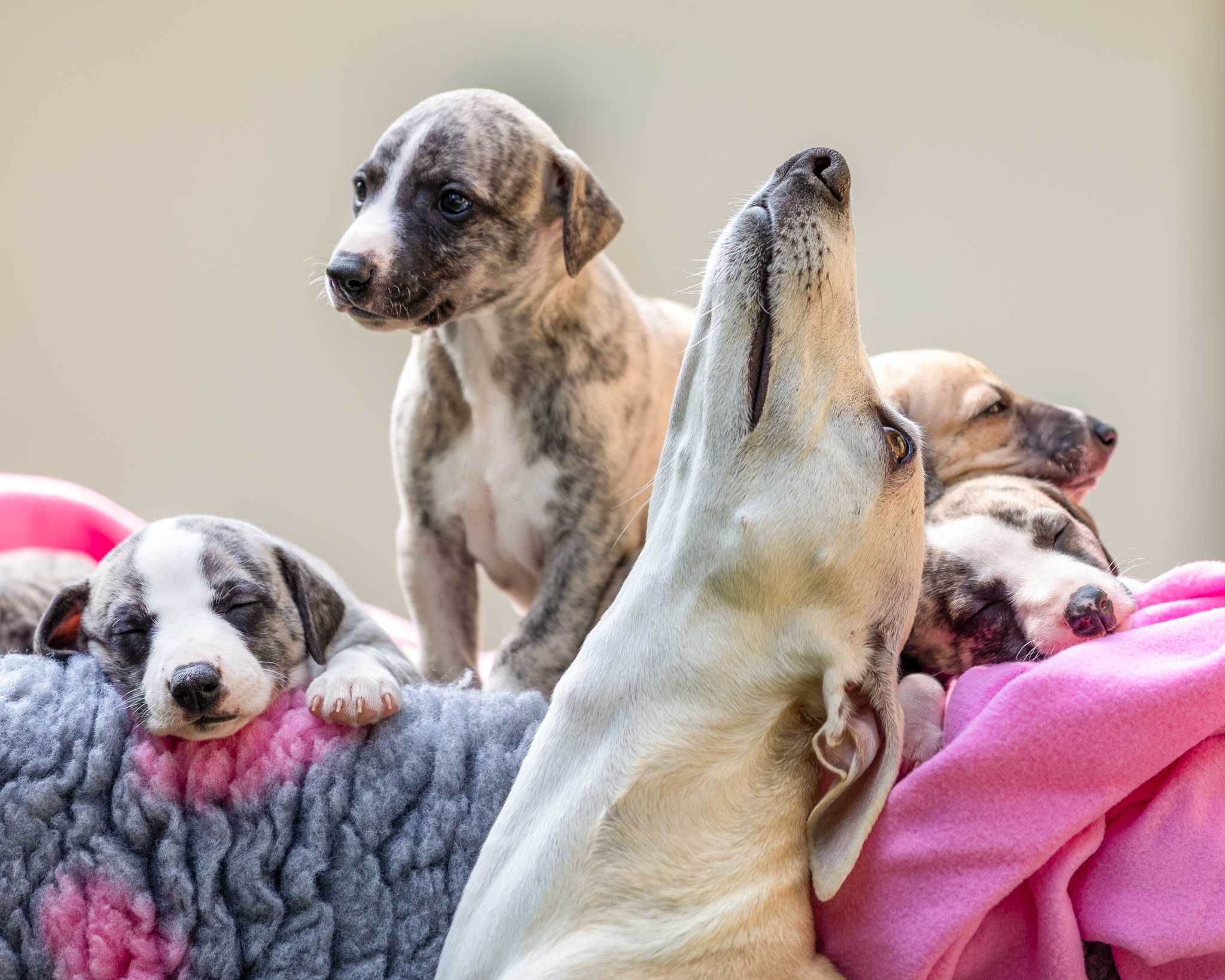 whippet chart angielski szczeniak