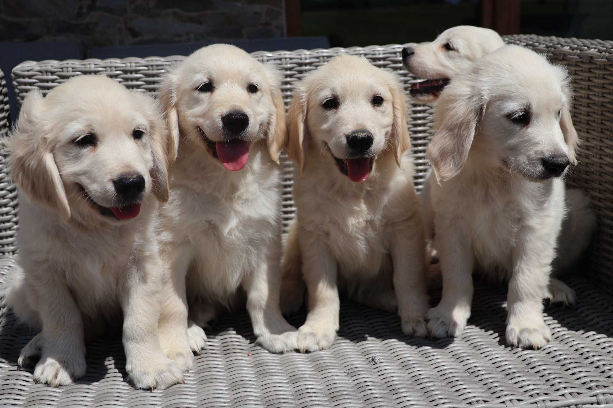 Golden Retriever FCI szczenię