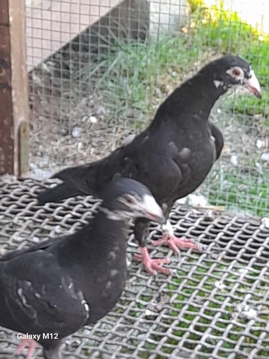 Gołębie pocztowe opal tygrys rubella almond pencil gimpel