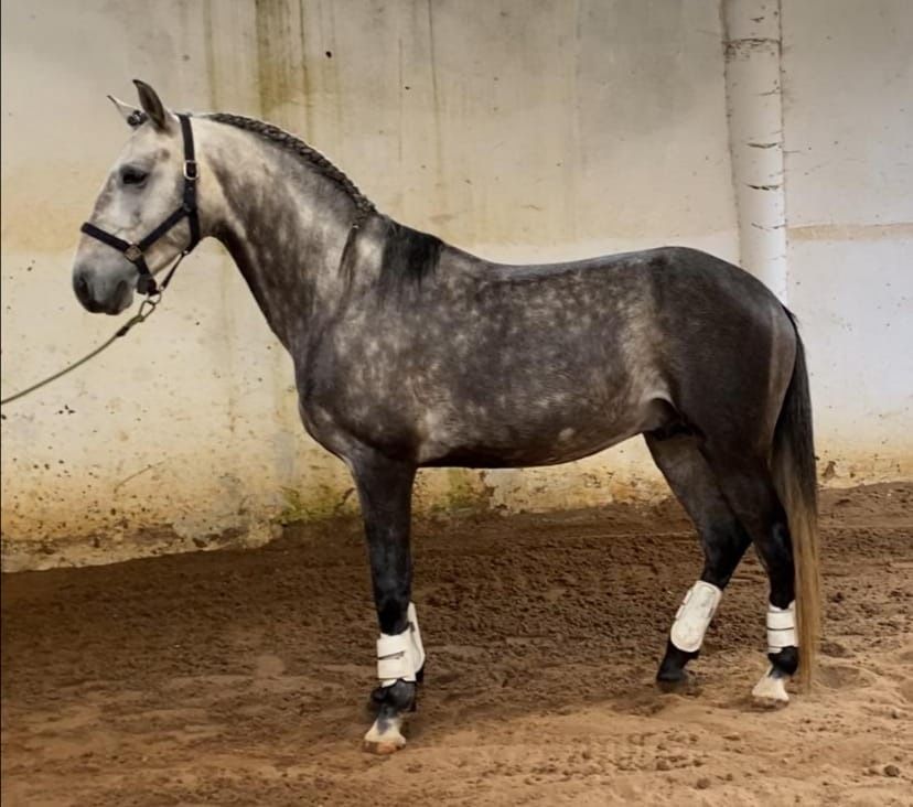 Cavalo PSL 4 anos