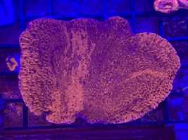 Montipora talerzowa Red akwarium morskie koralowiec