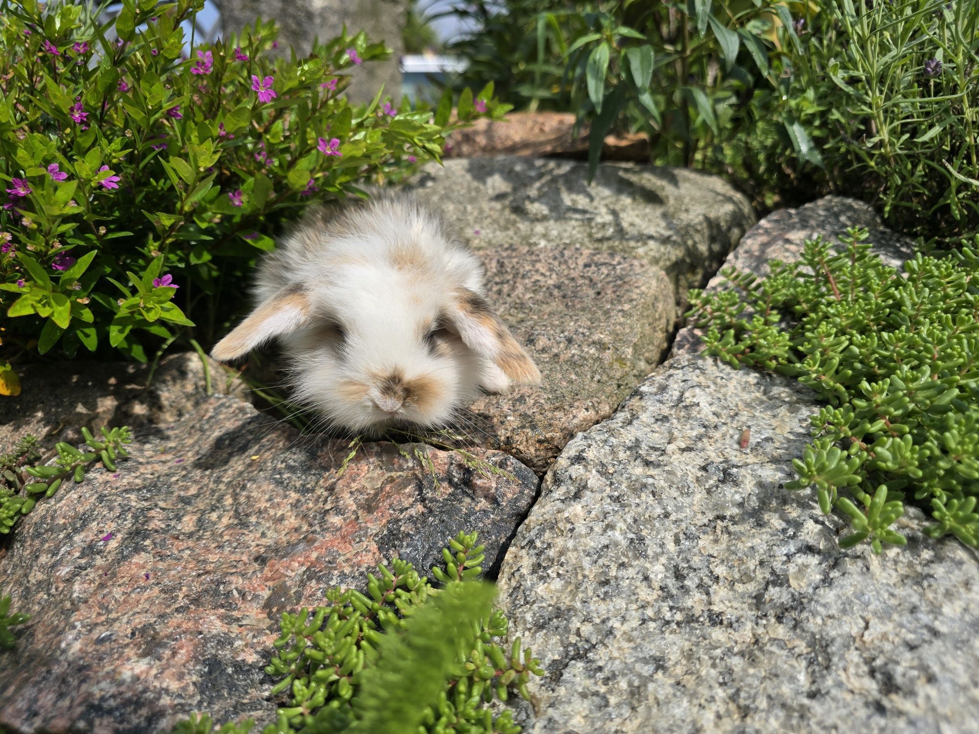 Królik króliczek mini lop tricolor baranek miniaturka