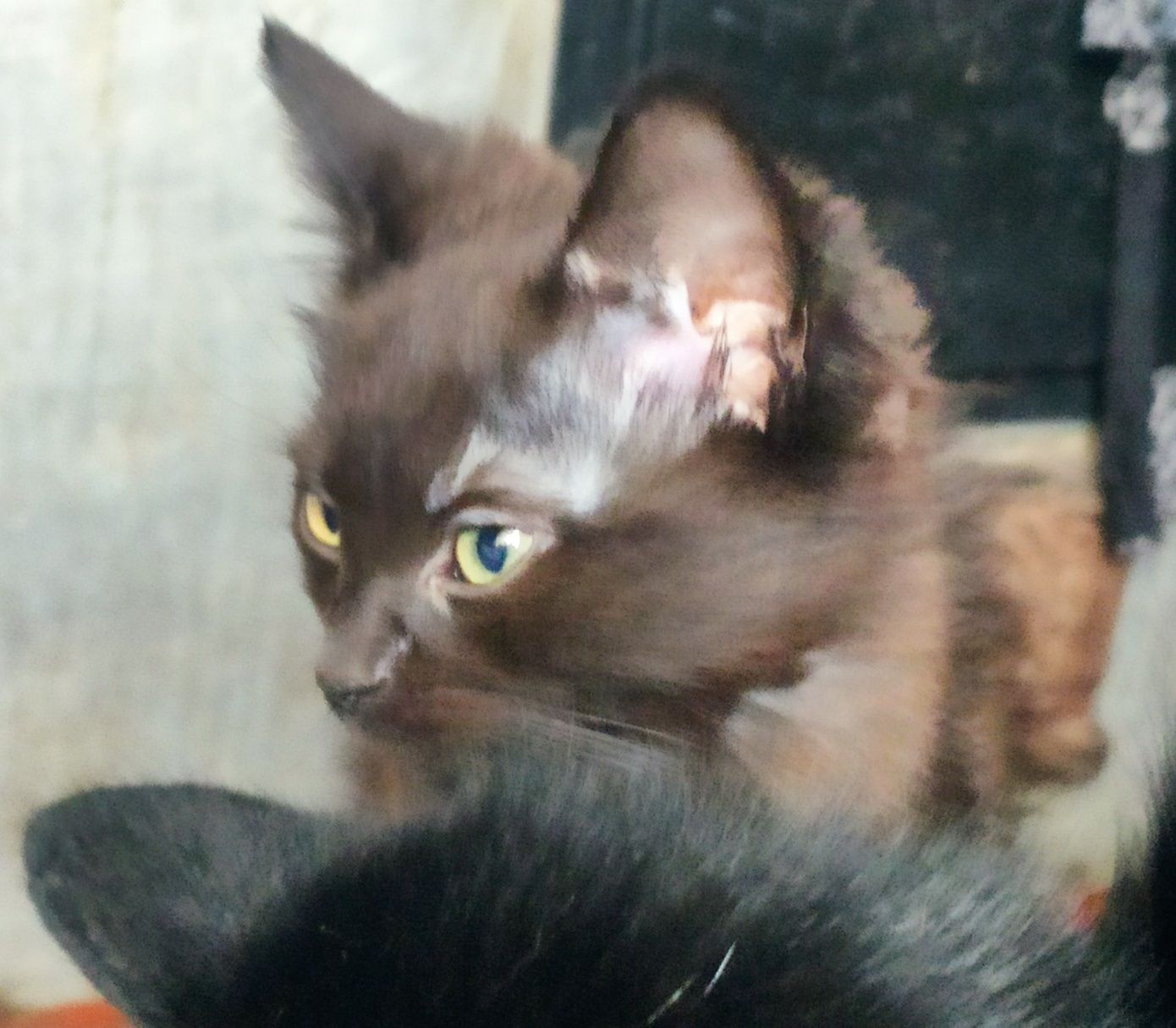 Чарівне коричневе кошенятко Кофійок