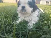 Chłopak shih tzu