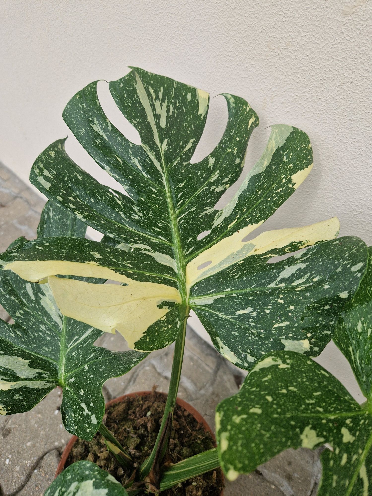 Monstera Thai Constellation