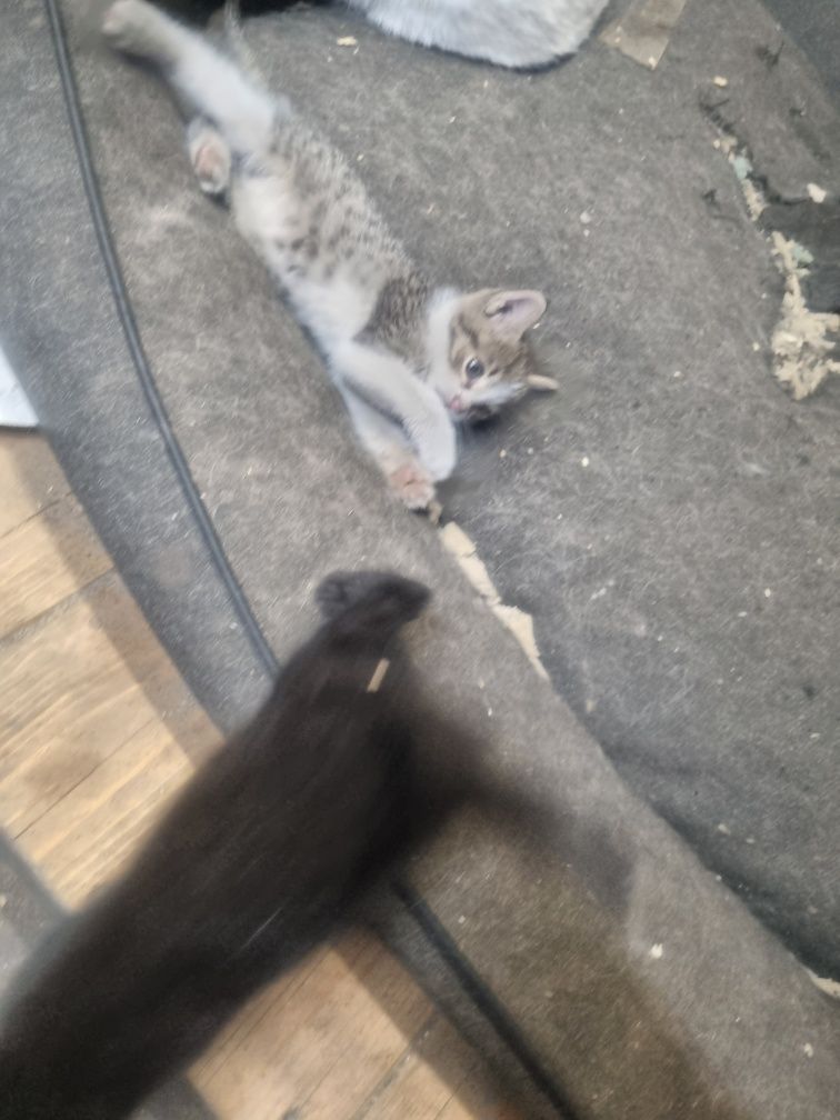 Oddam koty w dobre rece